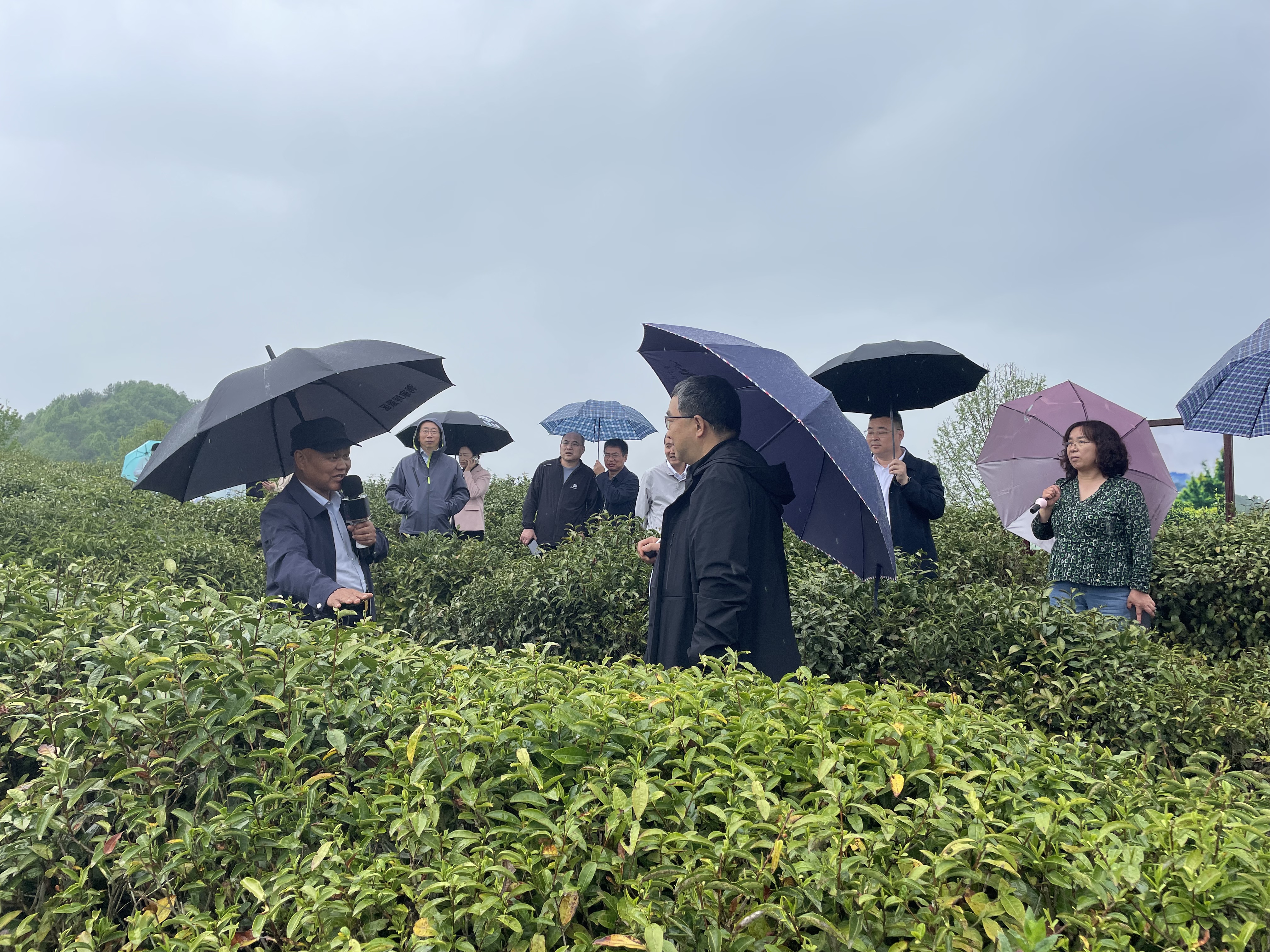 在平利县蒋家坪村女娲凤凰茶业现代示范园区参观学习.JPG