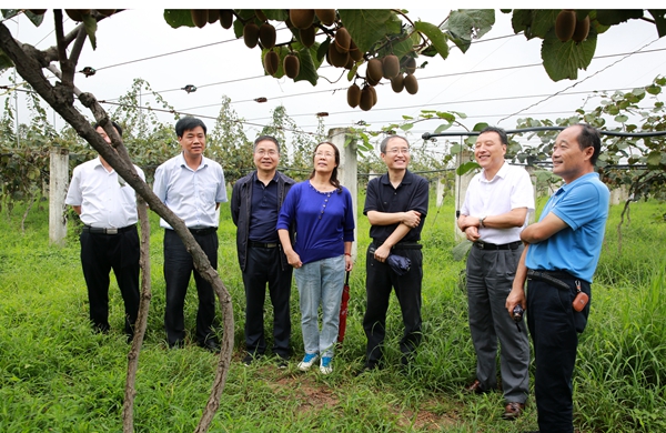 黄丽丽教授与校内外专家在周至县新建果园里畅谈猕猴桃产业发展_副本.jpg