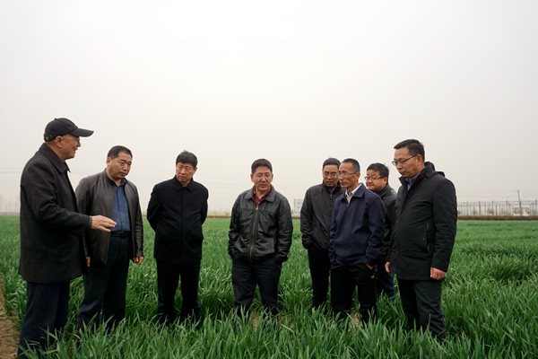 现场查看小麦长势_副本.jpg